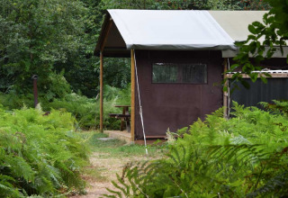 Tenda-cabina a Feather Down Het Boshuis, Gelderland, Paesi Bassi, circondata da felci verdi e bosco.