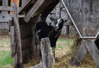 Una capra bianca e nera sotto un rifugio in legno a Feather Down Het Boshuis, Gelderland, Paesi Bassi.