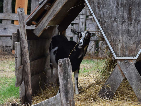 Una capra bianca e nera sotto un rifugio in legno a Feather Down Het Boshuis, Gelderland, Paesi Bassi.