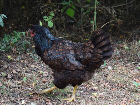 Una gallina con plumaje negro y marrón camina en Feather Down Het Boshuis en Gelderland, Países Bajos.
