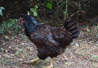 Sort og brunt mønstret høne går i naturen ved Feather Down Het Boshuis feriepark i Gelderland, Holland.