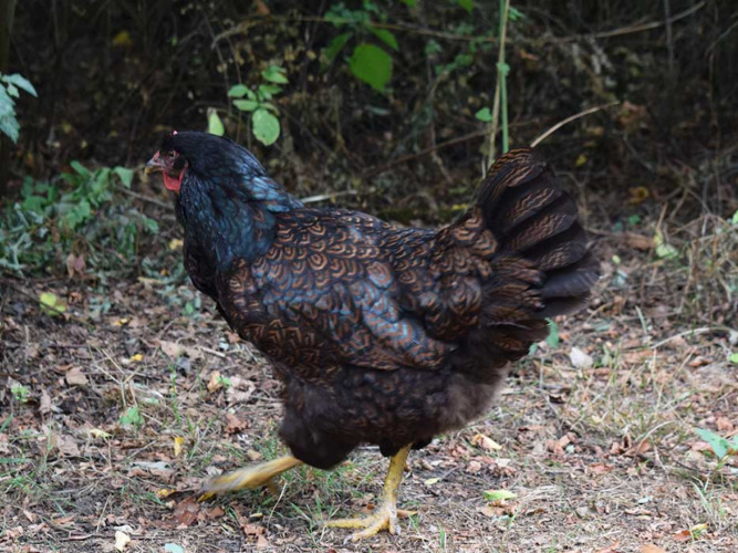A black and brown patterned hen walking at Feather Down Het Boshuis holiday park in Gelderland, Netherlands.