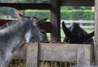Two donkeys eating hay in a covered pen at Feather Down Het Boshuis holiday park, Gelderland, Netherlands.