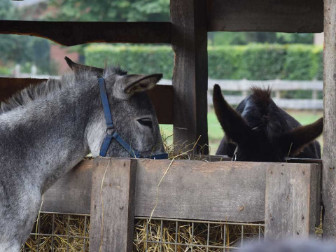 Deux ânes mangent du foin dans un enclos couvert à Feather Down Het Boshuis, parc de vacances, Gueldre, Pays-Bas.