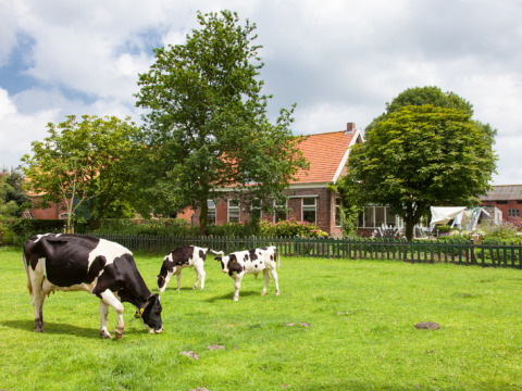 Vacas blancas y negras pastan en un campo verde frente a una granja holandesa en Feather Down Hoeve Zeeland.
