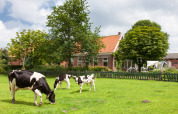 Mucche bianche e nere pascolano su un prato verde vicino a una fattoria olandese a Feather Down Hoeve Zeeland.