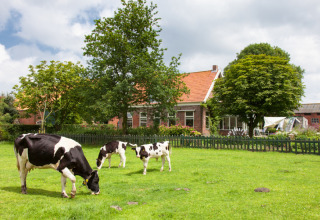 Sortbrogede køer græsser på en grøn mark foran et typisk hollandsk bondehus ved Hoeve Zeeland, Zeeland.