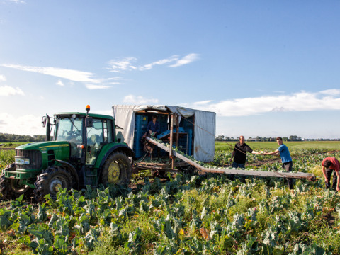 Personas trabajando en un campo con tractor y máquina en Feather Down Hoeve Zeeland, parque vacacional, Países Bajos.