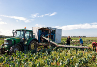 Menschen arbeiten mit Traktor und Maschine auf einem Feld, Feather Down Hoeve Zeeland, Zeeland, Niederlande.