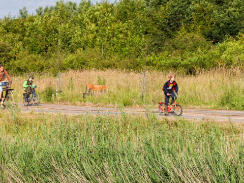 Familia monta en bicicleta por un camino rural rodeado de hierba alta en Feather Down Hoeve Zeeland, Países Bajos