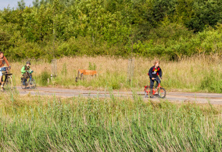 Famille faisant du vélo sur une route de campagne entourée d’herbes hautes à Feather Down Hoeve Zeeland, Pays-Bas