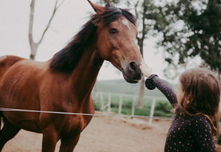 Een kind streelt een bruin paard bij een draad in Feather Down Hoeve Zeeland, een vakantiepark in Zeeland.