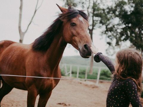 Un bambino accarezza un cavallo marrone vicino a una recinzione a Feather Down Hoeve Zeeland, nei Paesi Bassi.