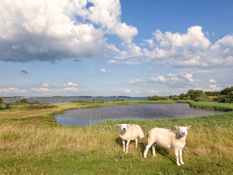 Twee schapen grazen bij een vijver onder blauwe lucht op Feather Down Hoeve Zeeland, vakantiepark in Zeeland.