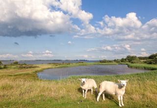 Zwei Schafe weiden an einem See unter blauem Himmel im Feather Down Hoeve Zeeland, Zeeland, Niederlande.