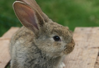 Een close-up van een bruin konijn op hout in Feather Down Hoeve Zeeland vakantiepark, Zeeland, Nederland.
