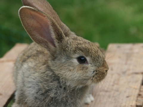 Et nærbillede af en brun kanin siddende på træ, taget i ferieparken Feather Down Hoeve Zeeland, Nederlandene.