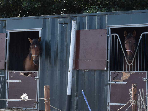 Due cavalli guardano fuori dalle loro stalle a Feather Down Hoeve Zeeland, un parco vacanze in Zelanda, Paesi Bassi.