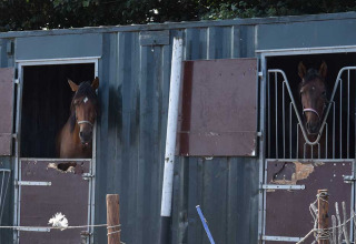 Dos caballos miran desde sus establos en Feather Down Hoeve Zeeland, un parque vacacional en Zeeland, Países Bajos.