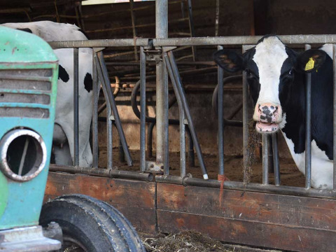 Vaches noires et blanches dans une étable au Feather Down Hoeve Zeeland, parc de vacances en Zélande, Pays-Bas, près d’un tracteur.