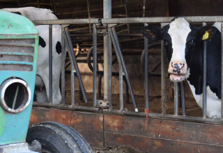 Schwarz-weiße Kühe stehen im Stall bei Feather Down Hoeve Zeeland Ferienpark, Zeeland, Niederlande, neben einem Traktor.