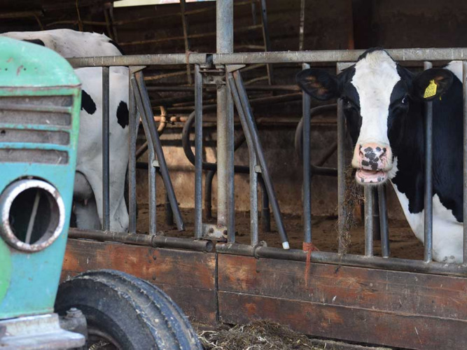 Black and white cows in a barn at Feather Down Hoeve Zeeland holiday park, Zeeland, Netherlands, with a tractor.
