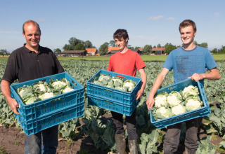 Tre personer holder kasser med friske blomkål på en mark ved Feather Down Hoeve Zeeland, Holland.