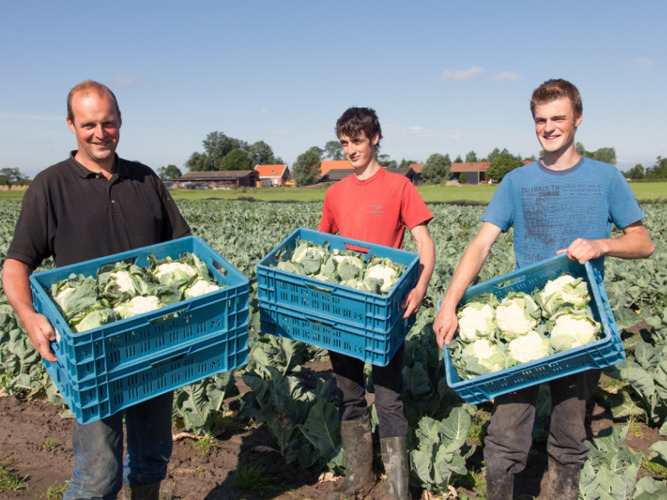 Three people holding crates of fresh cauliflower on a field at Feather Down Hoeve Zeeland, Netherlands.