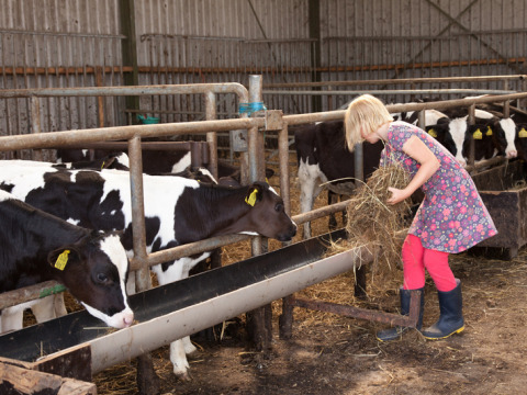 A child feeds cows in a barn at Feather Down Hoeve Zeeland, a holiday park in Zeeland, Netherlands.