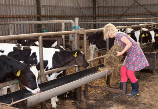 Un enfant nourrit des vaches dans une étable à Feather Down Hoeve Zeeland, un parc de vacances en Zélande, Pays-Bas.