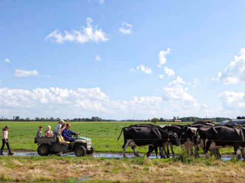Famiglia osserva le mucche da un veicolo a Feather Down Hoeve Zeeland, un villaggio vacanze in Zeeland, Paesi Bassi.