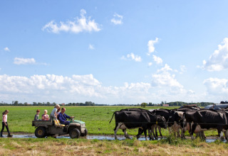 Familie beobachtet Kühe von einem Fahrzeug im Feather Down Hoeve Zeeland, einem Ferienpark in Zeeland.