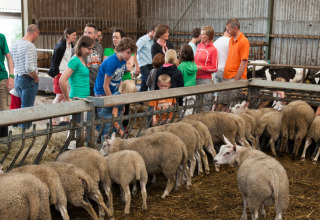 Besucher beobachten Schafe in einem Stall im Feather Down Hoeve Zeeland Ferienpark in Zeeland, Niederlande.