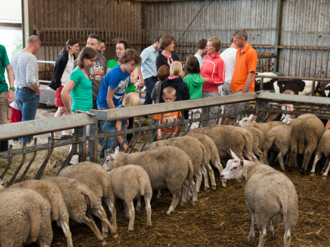 Visitors at an indoor sheep barn at Feather Down Hoeve Zeeland holiday park in Zeeland, Netherlands.