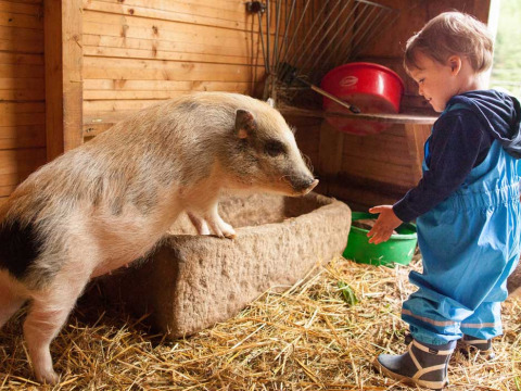 Un niño pequeño con mono azul está en un establo junto a un cerdo en Feather Down Hilserhof, Alemania.