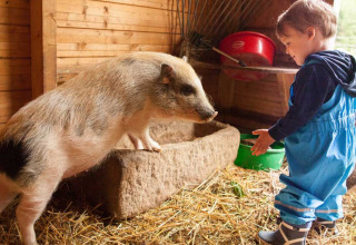 Un niño pequeño con mono azul está en un establo junto a un cerdo en Feather Down Hilserhof, Alemania.