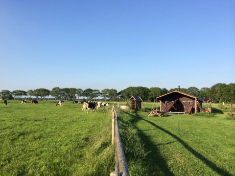 Campo con vacas pastando, tienda tipo glamping y árboles en Feather Down De Kalverweide, Overijssel, Países Bajos.