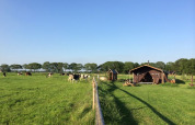 Gårdsplads med græssende køer, telt og træer på Feather Down De Kalverweide feriepark i Overijssel, Holland.