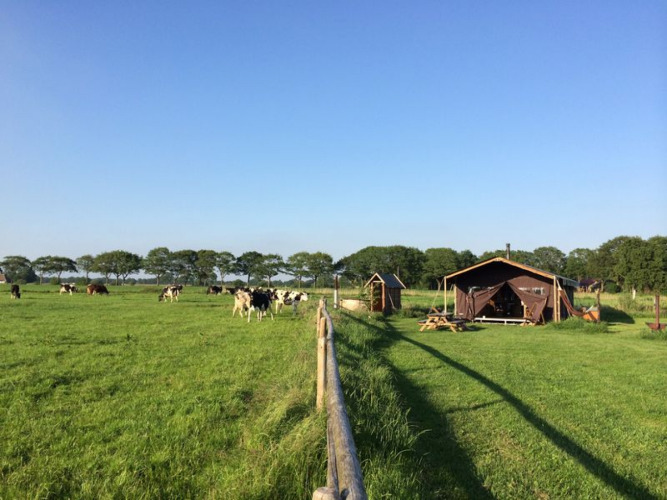 Champ avec des vaches, tente glamping et arbres à Feather Down De Kalverweide, parc de vacances à Overijssel, Pays-Bas.