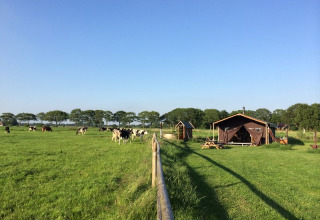 Champ avec des vaches, tente glamping et arbres à Feather Down De Kalverweide, parc de vacances à Overijssel, Pays-Bas.