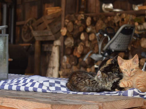 Drie kittens liggen op een geruit kleed op een tafel, met gestapeld hout op de achtergrond, Feather Down De Kalverweide.