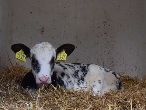 Ein schwarz-weißes Kalb liegt auf Stroh in einem Stall im Feather Down De Kalverweide Ferienpark in Overijssel.