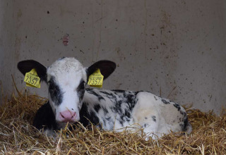 Ein schwarz-weißes Kalb liegt auf Stroh in einem Stall im Feather Down De Kalverweide Ferienpark in Overijssel.