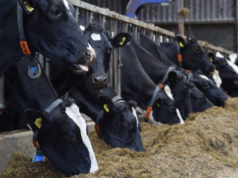 Vacas blancas y negras comiendo heno en un establo del Feather Down De Kalverweide en Overijssel, Países Bajos.