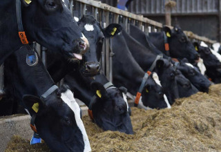 Black and white cows eating hay in a barn at Feather Down De Kalverweide holiday park in Overijssel, Netherlands.