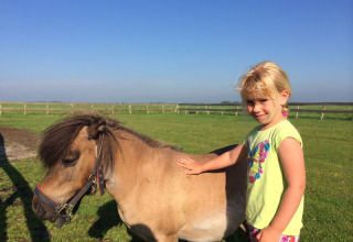 Een meisje streelt een kleine pony op een groene weide aan het vakantiepark in Overijssel, Nederland.
