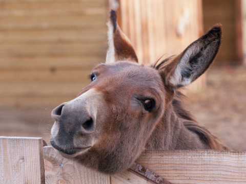 Un burro apoya la cabeza sobre una valla de madera en Feather Down De Kalverweide en Overijssel, Países Bajos.