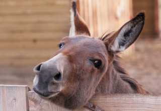 A donkey rests its head on a wooden fence at Feather Down De Kalverweide holiday park in Overijssel, Netherlands.