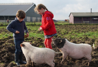 Twee kinderen geven varkens eten op het modderige veld van Feather Down De Kalverweide in Overijssel.