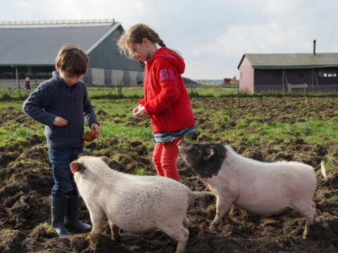Dos niños alimentan cerdos en un campo embarrado en Feather Down De Kalverweide, Overijssel, Países Bajos.